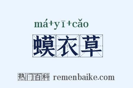 蟆衣草是什么意思的图片